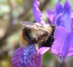 Bombus sichelii