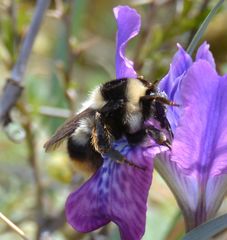 Bombus sichelii