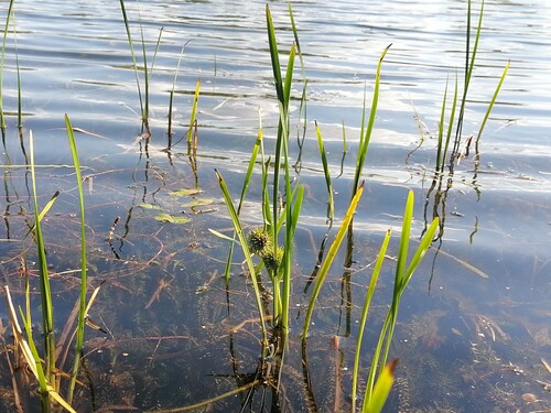 Наблюдение на iNaturalist