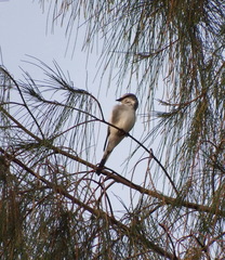 Pericrocotus cantonensis