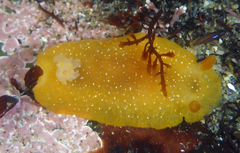 Doriopsilla albopunctata