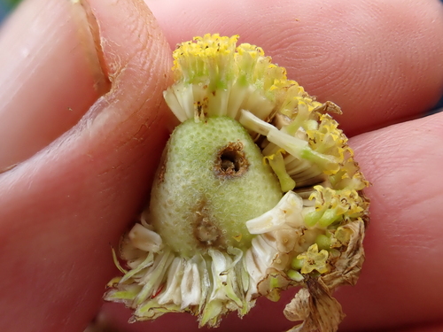 Calendula fly