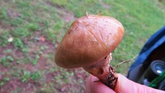 Suillus salmonicolor