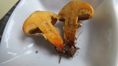 Suillus salmonicolor