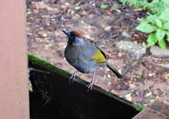 Trochalopteron melanostigma