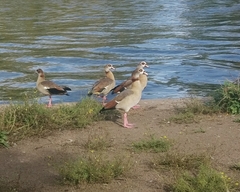 Alopochen aegyptiaca