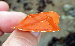 Cryptolithodes sitchensis