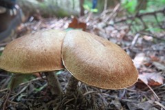 Suillus subalutaceus