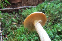 Suillus subalutaceus