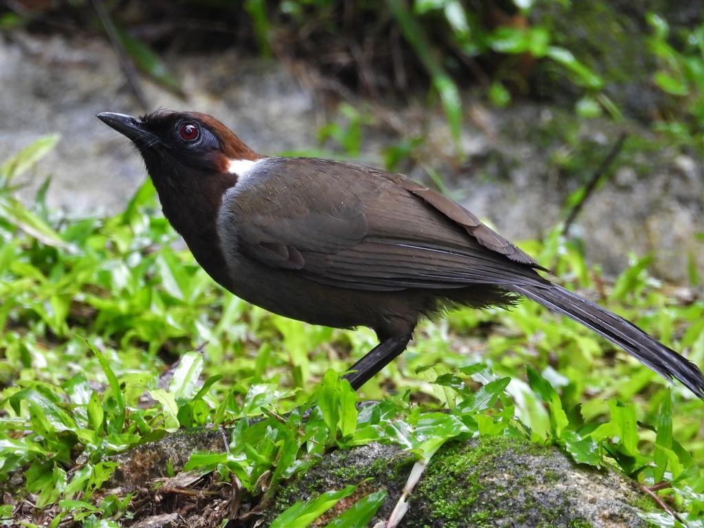 White-necked Laughingthrush photo