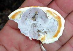 Cryptolithodes sitchensis