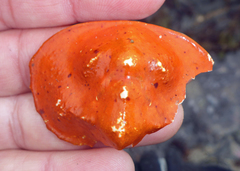 Cryptolithodes sitchensis