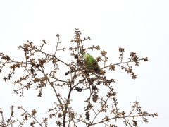 Chloropsis aurifrons