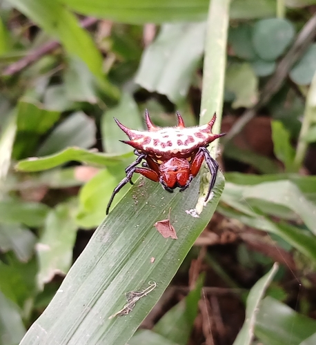 Gasteracantha curvispina