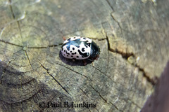 Calligrapha confluens