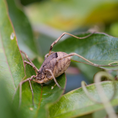 Odiellus spinosus