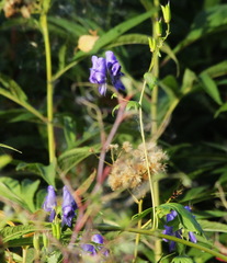 Aconitum fischeri