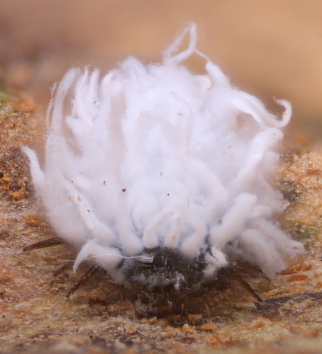 Mealybug Destroyer photographed in Ohio