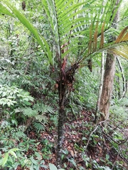 Astrocaryum mexicanum