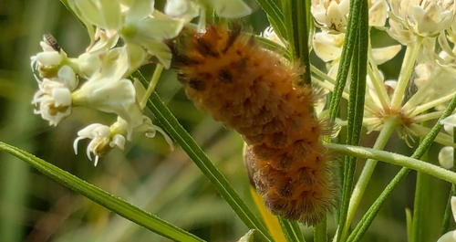 Unexpected Cycnia Moth photo 4