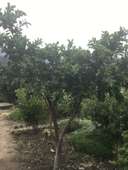 Ficus natalensis natalensis