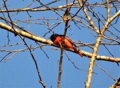 Pericrocotus brevirostris