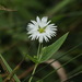 Radiant Chickweed - Photo (c) Ольга Курякова, some rights reserved (CC BY-NC), uploaded by Ольга Курякова