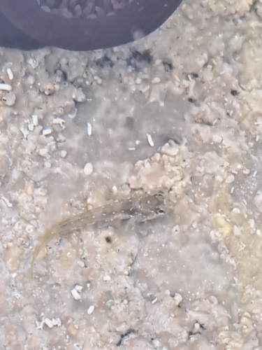 Lipophrys pholis