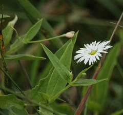 Stellaria radians