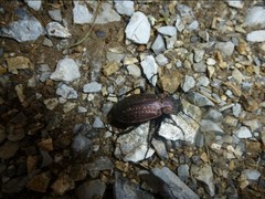 Carabus monilis