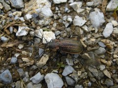 Carabus monilis