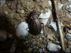 Carabus monilis