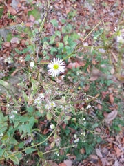 Erigeron annuus