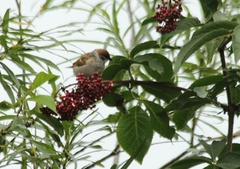 Sambucus kamtschatica