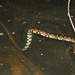 Asiatic Water Snake - Photo (c) Thomas Brown, some rights reserved (CC BY-NC), uploaded by kogia