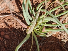 author not stated, no rights reserved Phemeranthus napiformis, photograph author not stated, no rights reserved