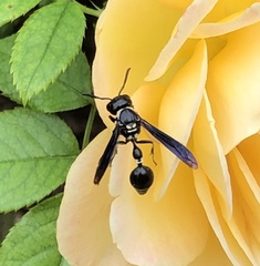 Zethus spinipes variegatus