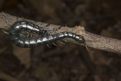Otostigmus silvestrii