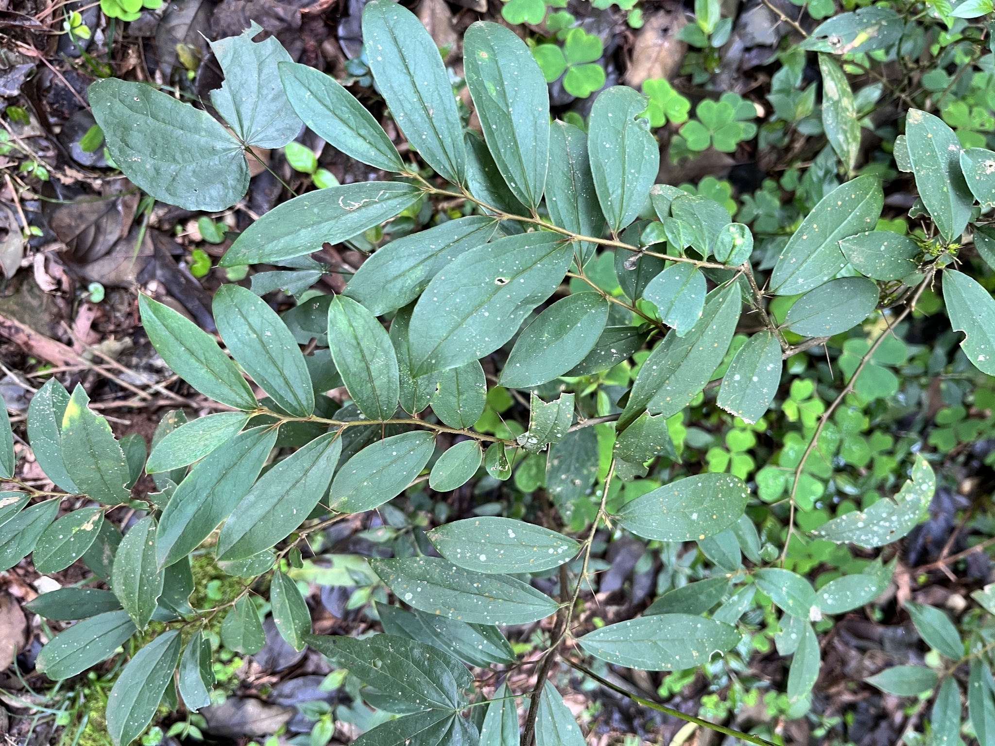 Dasyphyllum spinescens