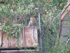 Chlorocebus aethiops