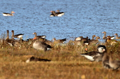 Anser albifrons albifrons