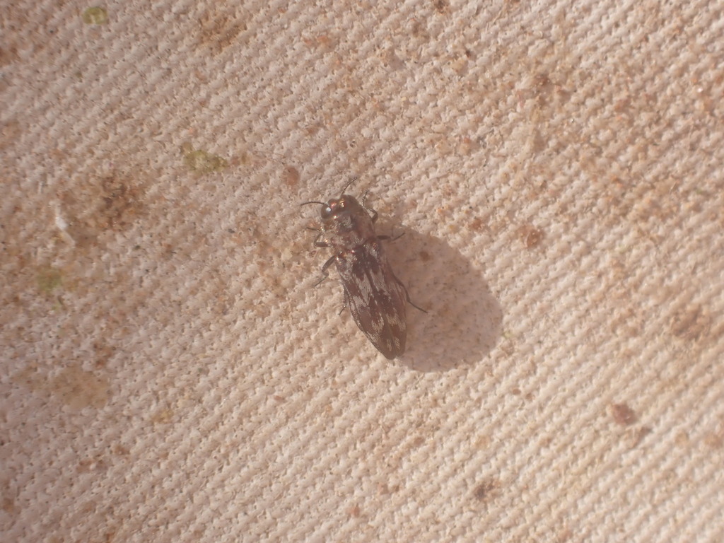 Agrilus litura