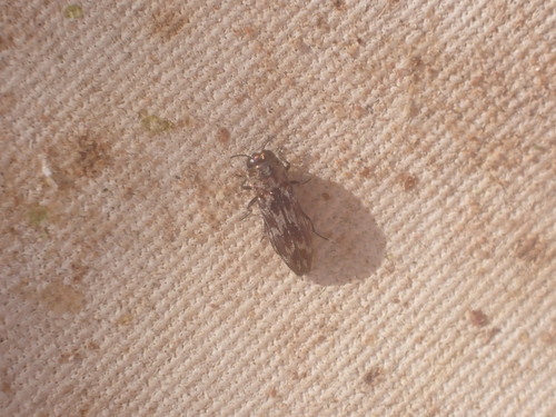 Agrilus lituratus