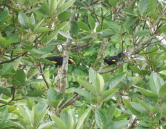 Ampeliceps coronatus