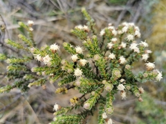 Baccharis tricuneata