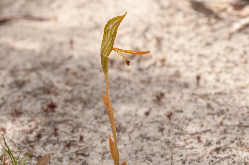 Pterostylis multisignata