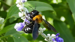 Xylocopa appendiculata circumvolans