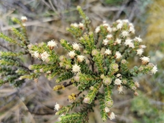Baccharis tricuneata