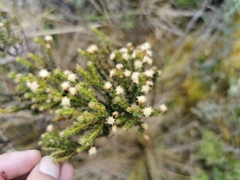 Baccharis tricuneata