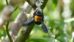 Xylocopa appendiculata circumvolans